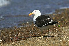 Kelp Gull